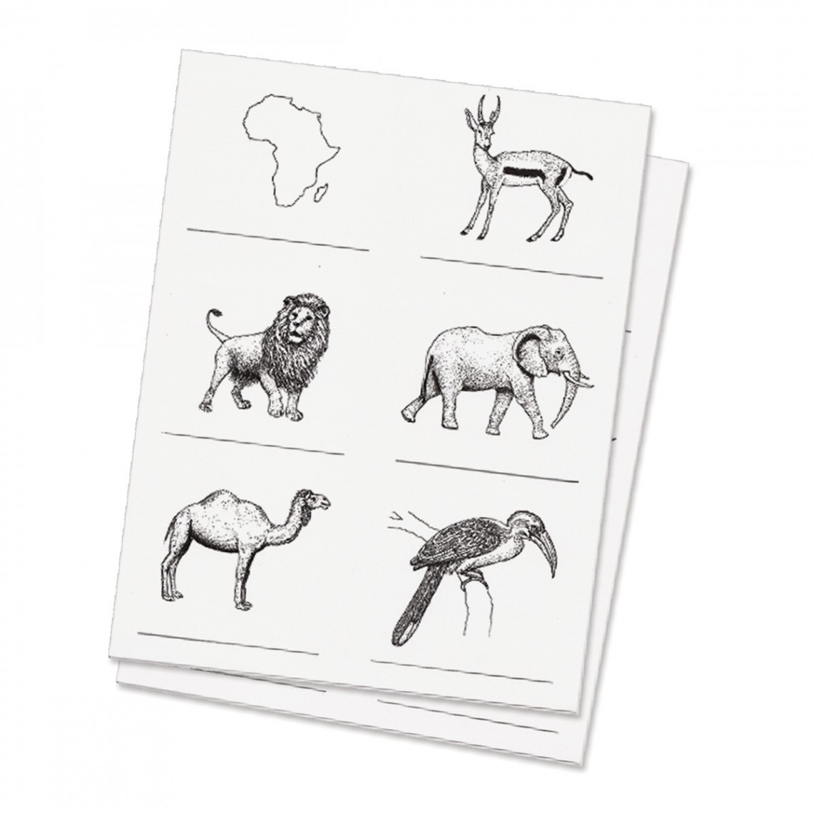 Animals of Seven Continents Replicards - Montessori Services