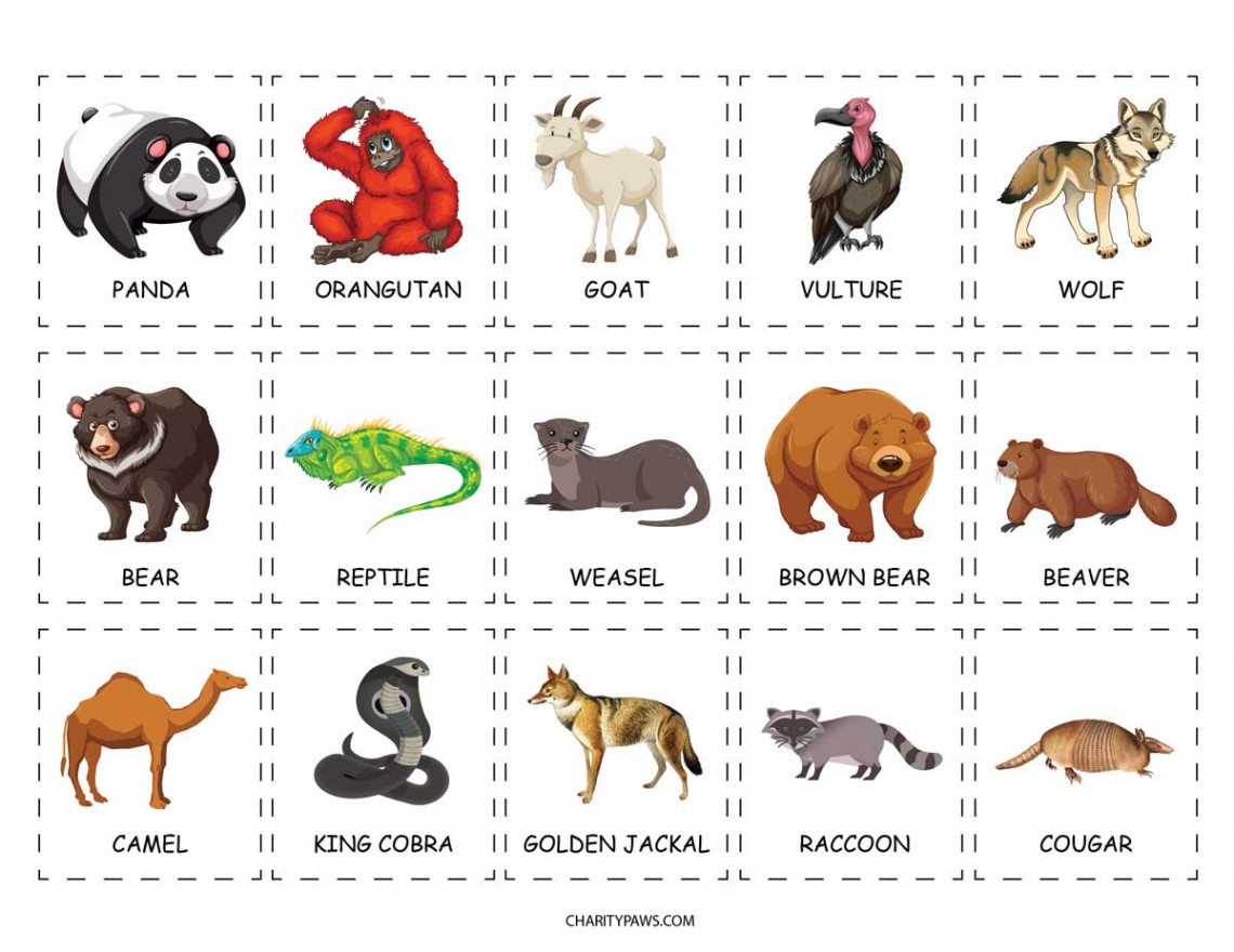 Animals Of The World Activity For Kids Free Download