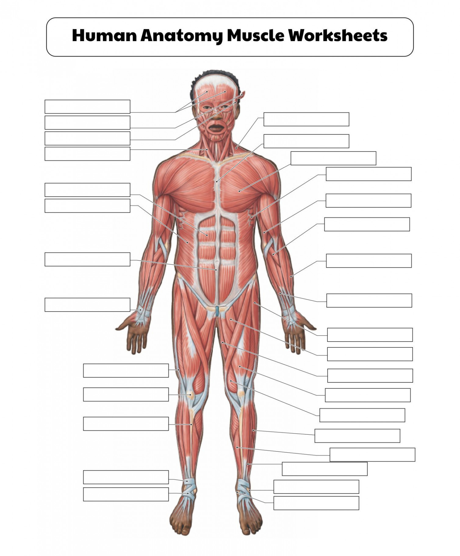 Best Printable College Anatomy Worksheets Muscles  Human body