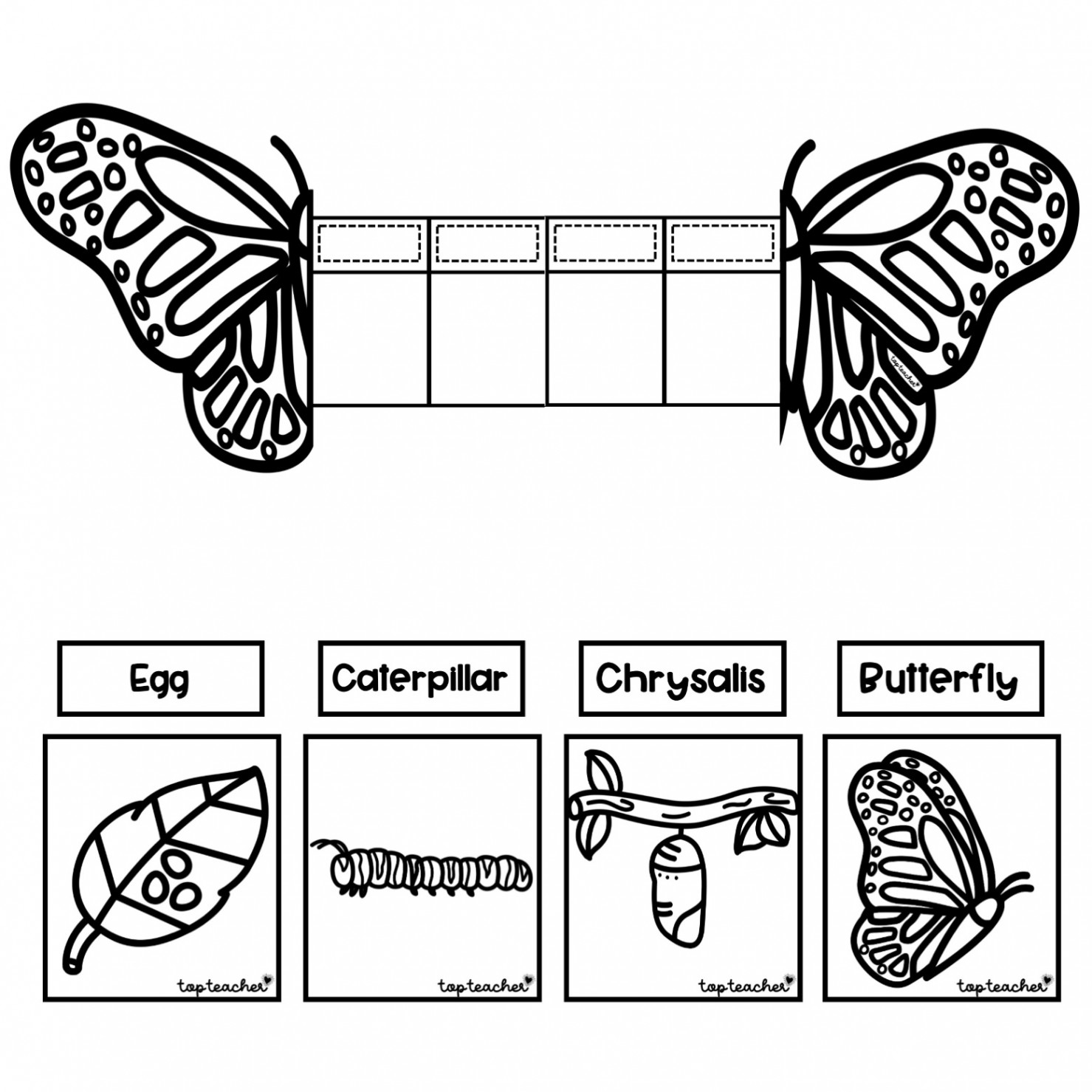 Butterfly Life Cycle Foldable - Top Teacher