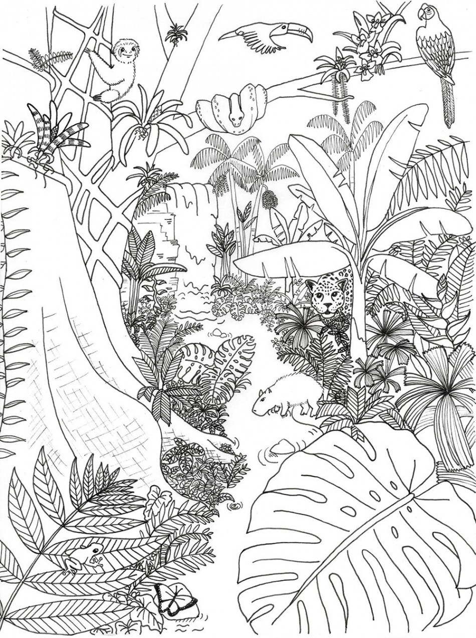 Coloring Pages Archives  Rainforest Alliance