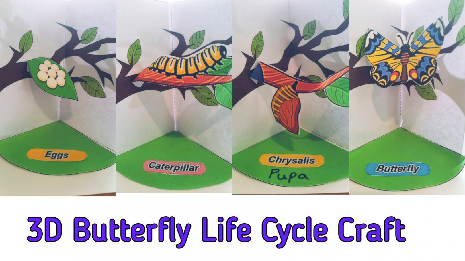 D Butterfly Life Cycle Craft with free printable  Butterfly life