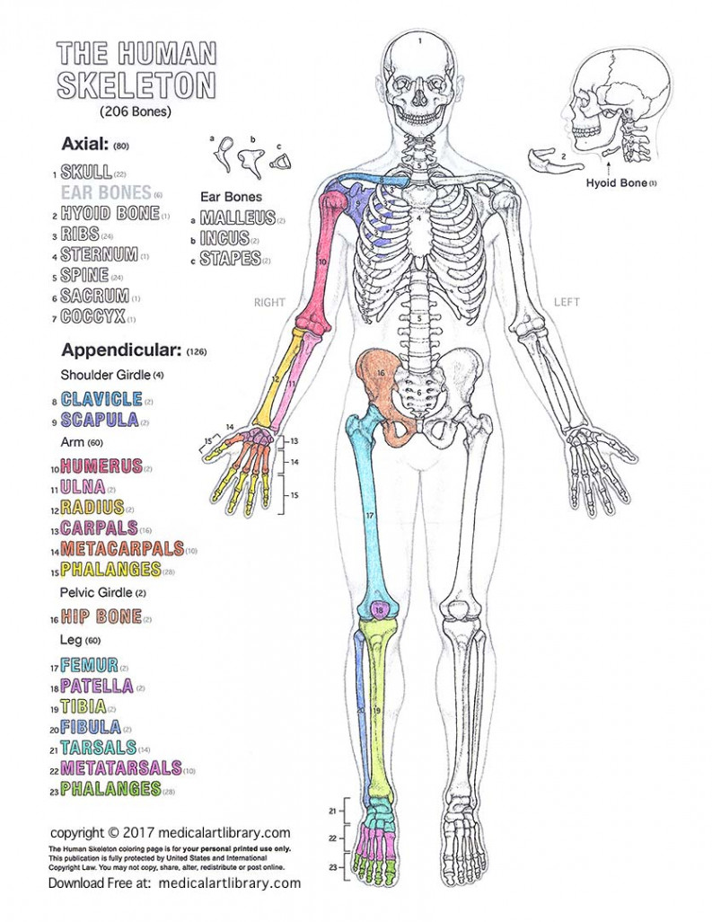 Human Skeleton Coloring Page - Medical Art Library