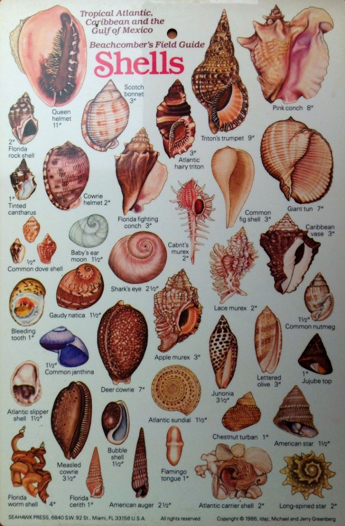 Image result for Shell Identification Chart pacific coast  Shells