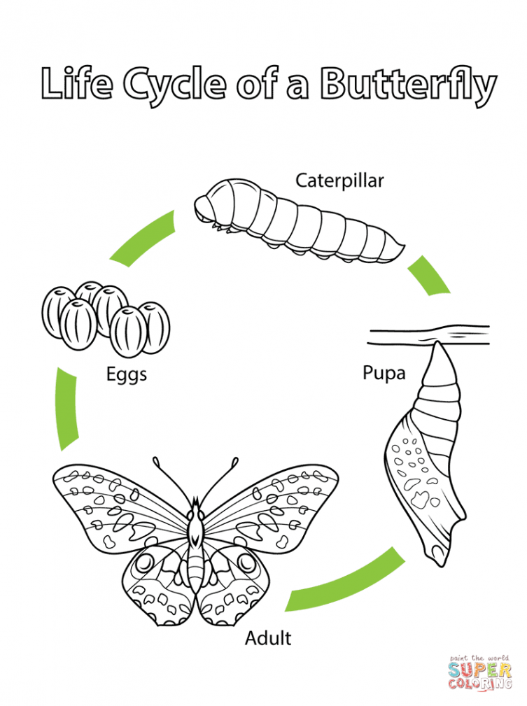 Life Cycle of a Butterfly coloring page  Free Printable Coloring