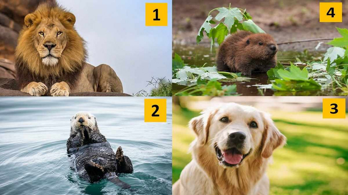 Minute Personality Test: The Animal You See First Reveals Your