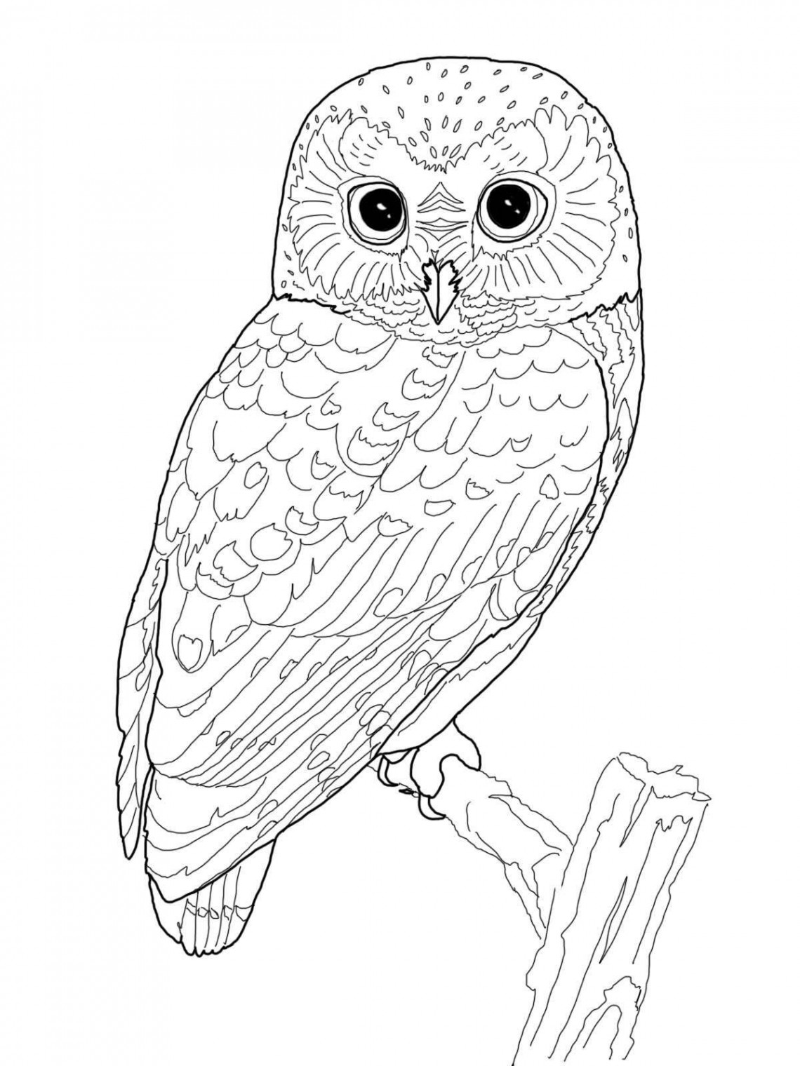 OWL Coloring Pages for Adults