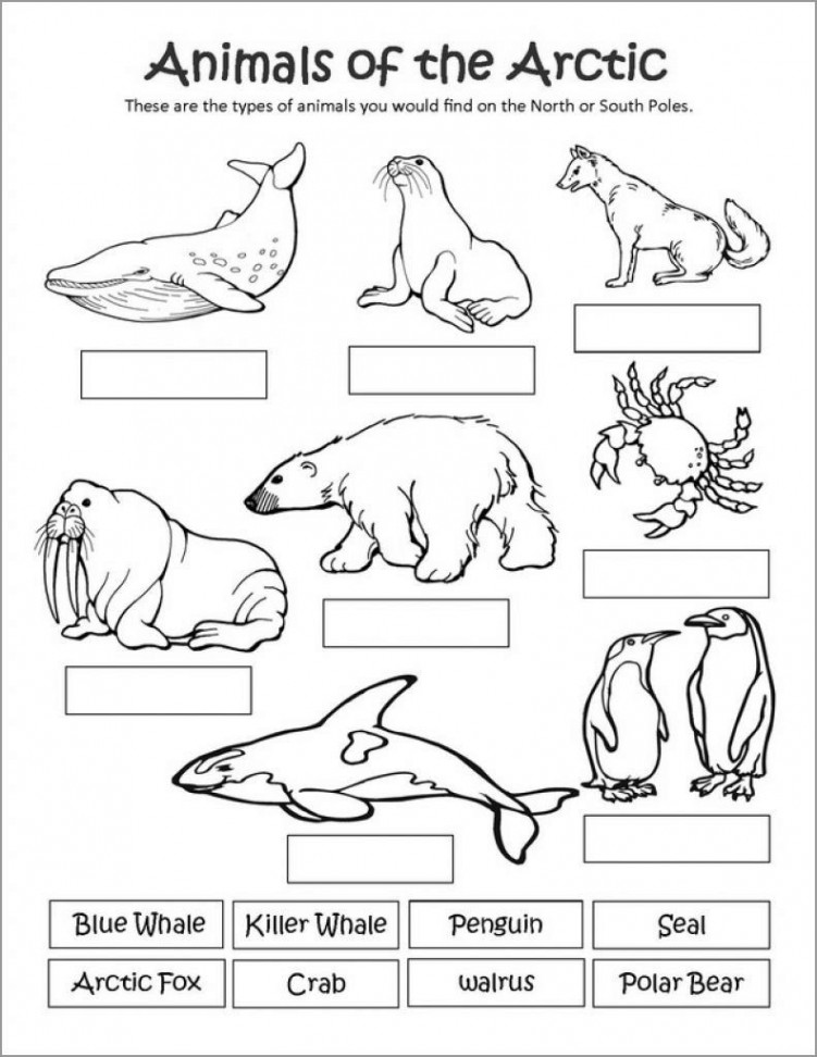 Printable Arctic Animal Coloring Pages  Arctic animals printables