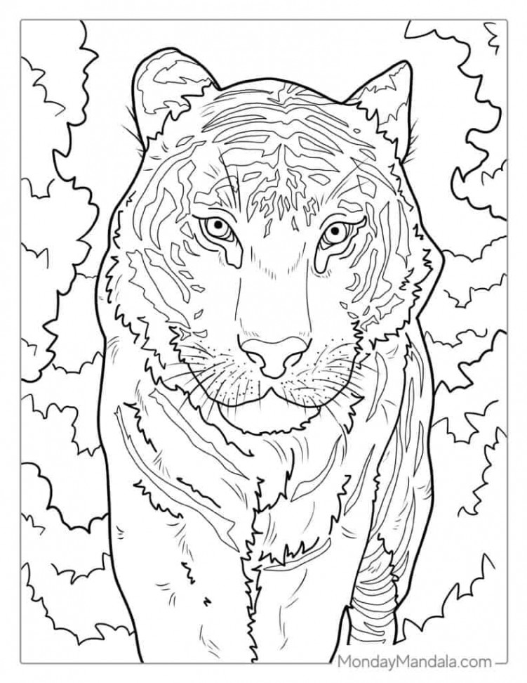 Tiger Coloring Pages (Free PDF Printables)