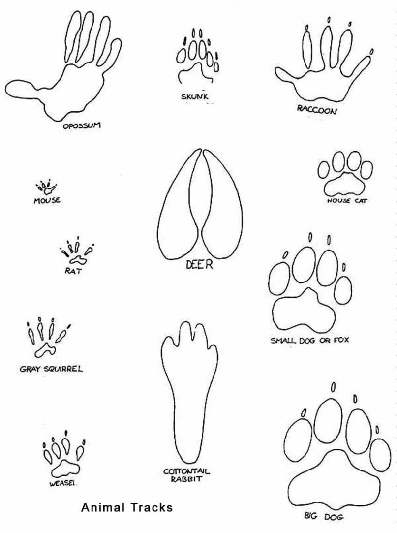 animal tracks printable  Animal tracks, Animal footprints, Bear