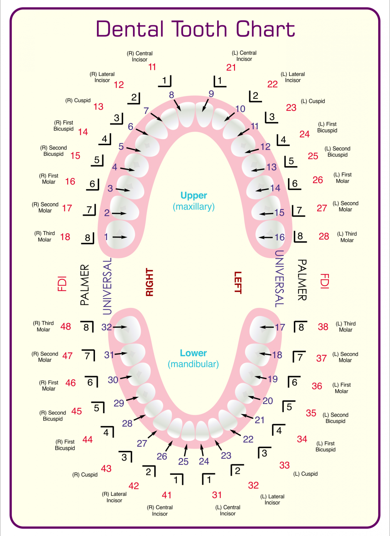 Dental Tooth Chart Printable  Dental hygiene school, Tooth chart