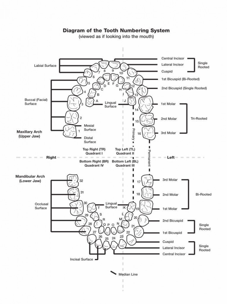 Dental Tooth Number Chart  Tooth chart, Dental charting, Dental teeth