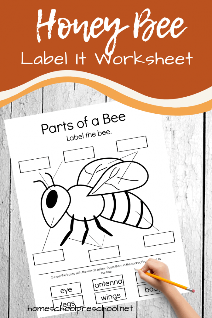 Free Printable Parts of a Bee Preschool Worksheet  Preschool bees