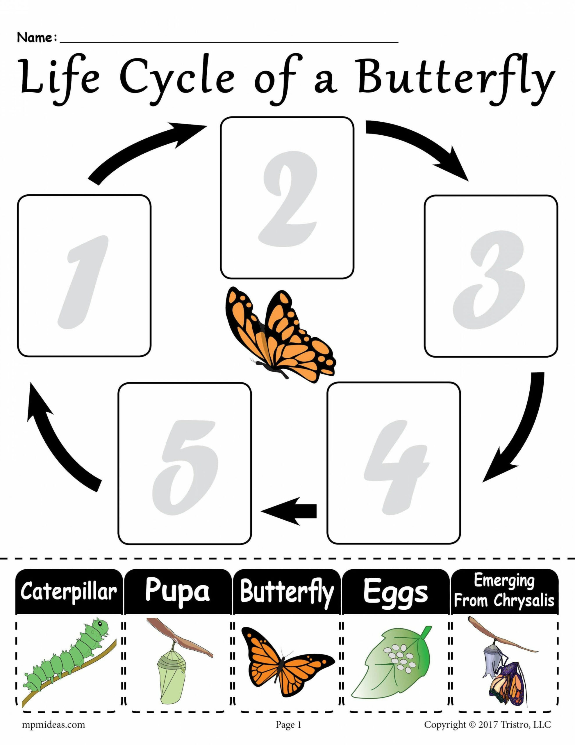 Life Cycle of a Butterfly" Printable Worksheet  Butterfly life