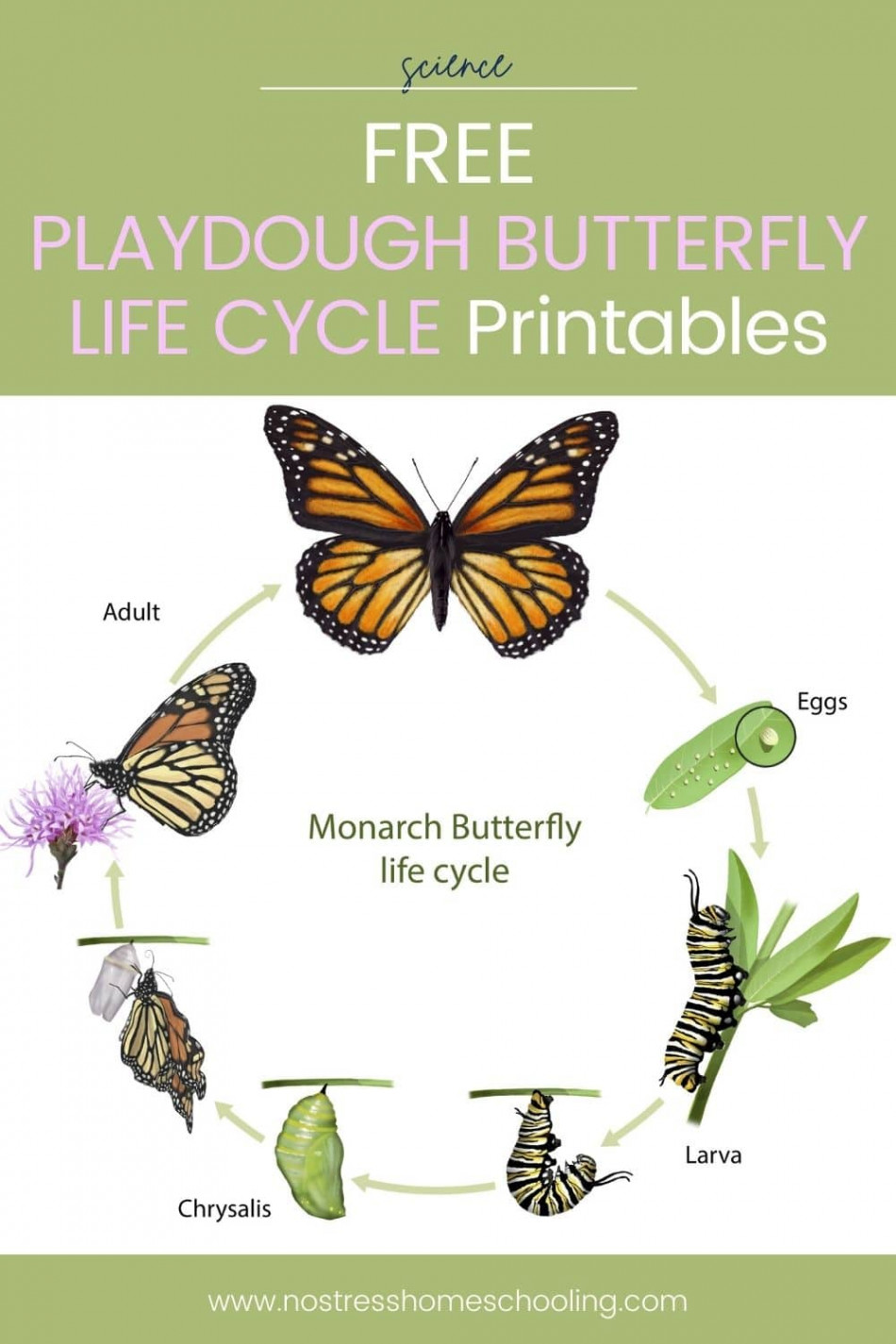 Playdough Butterfly Life Cycle Activities (and Free Pack)