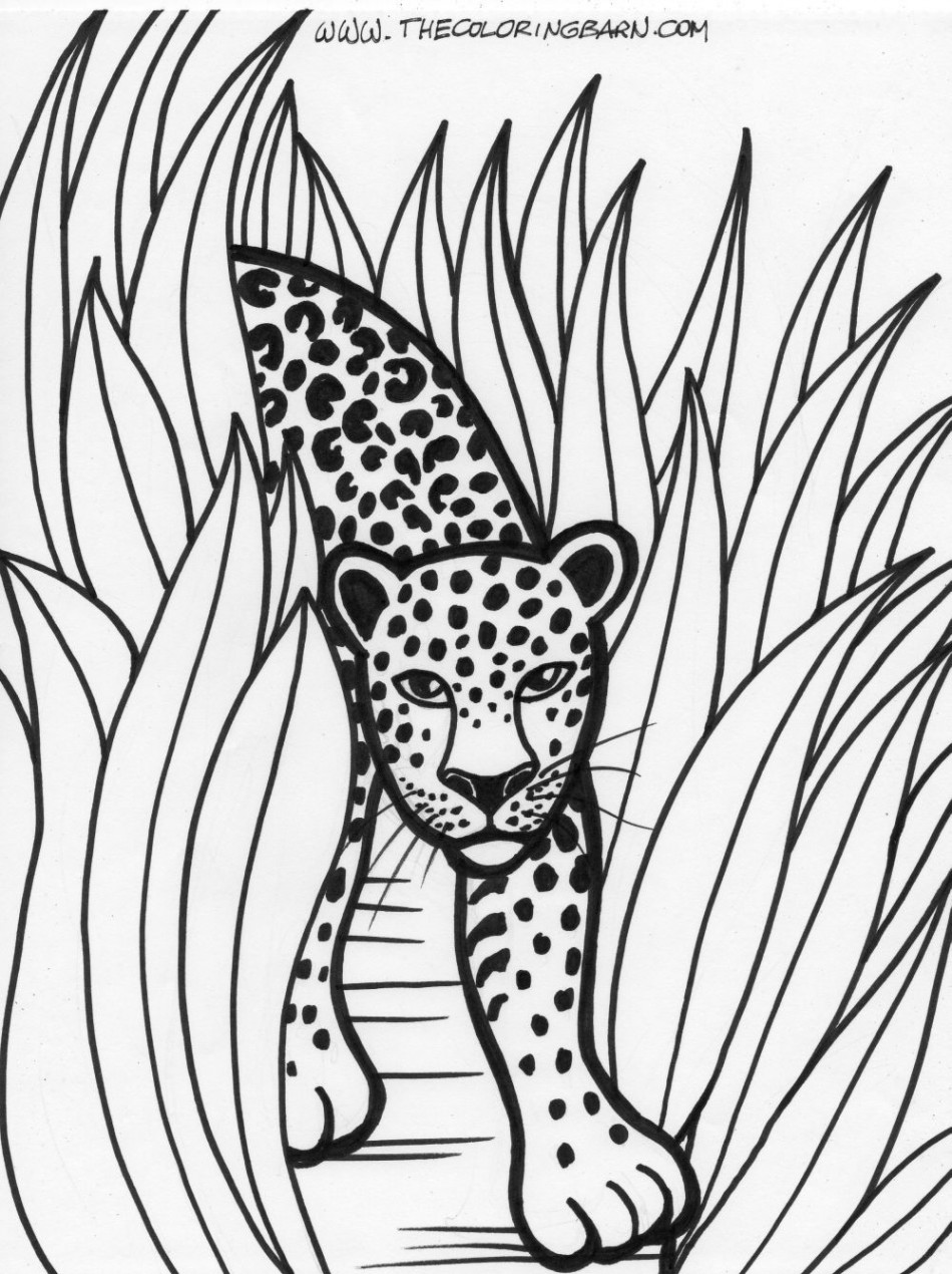 Rainforest printable coloring pages  The Coloring Barn: Printable