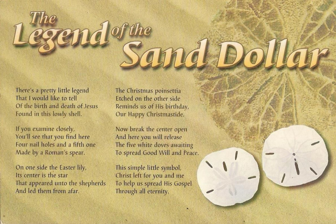 Sand Dollar Legend ideas  sand dollar, sand, sand dollar art