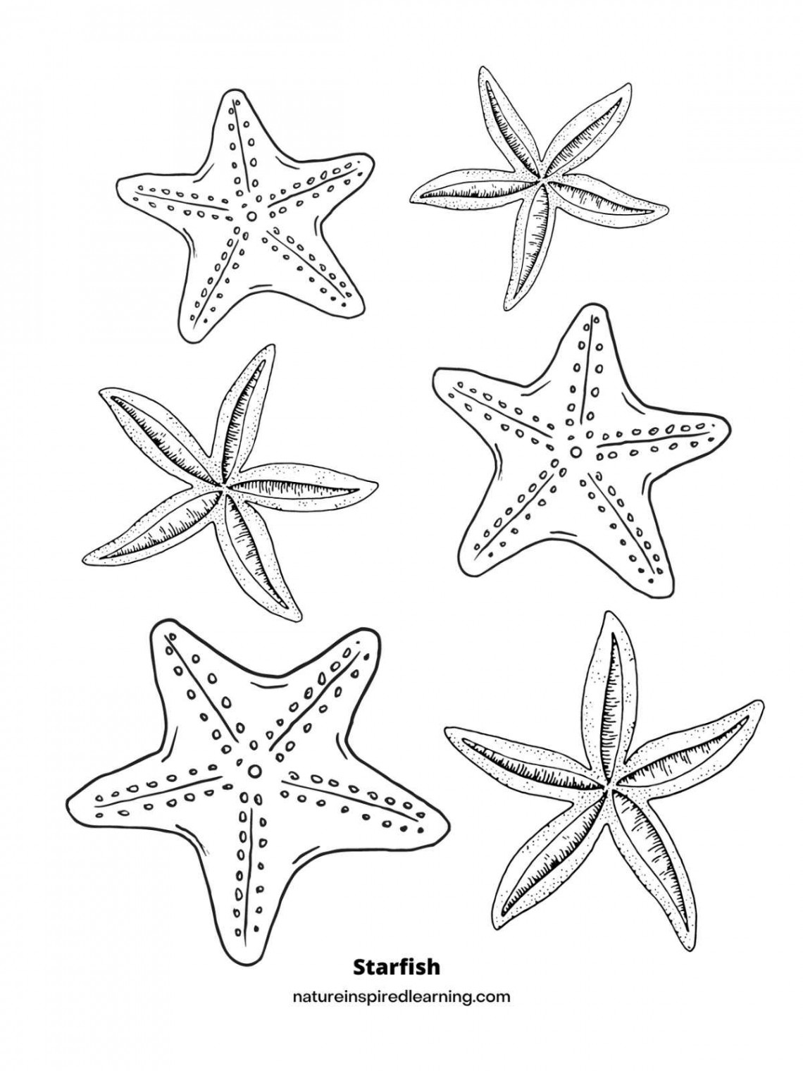 Starfish Coloring Pages - Nature Inspired Learning