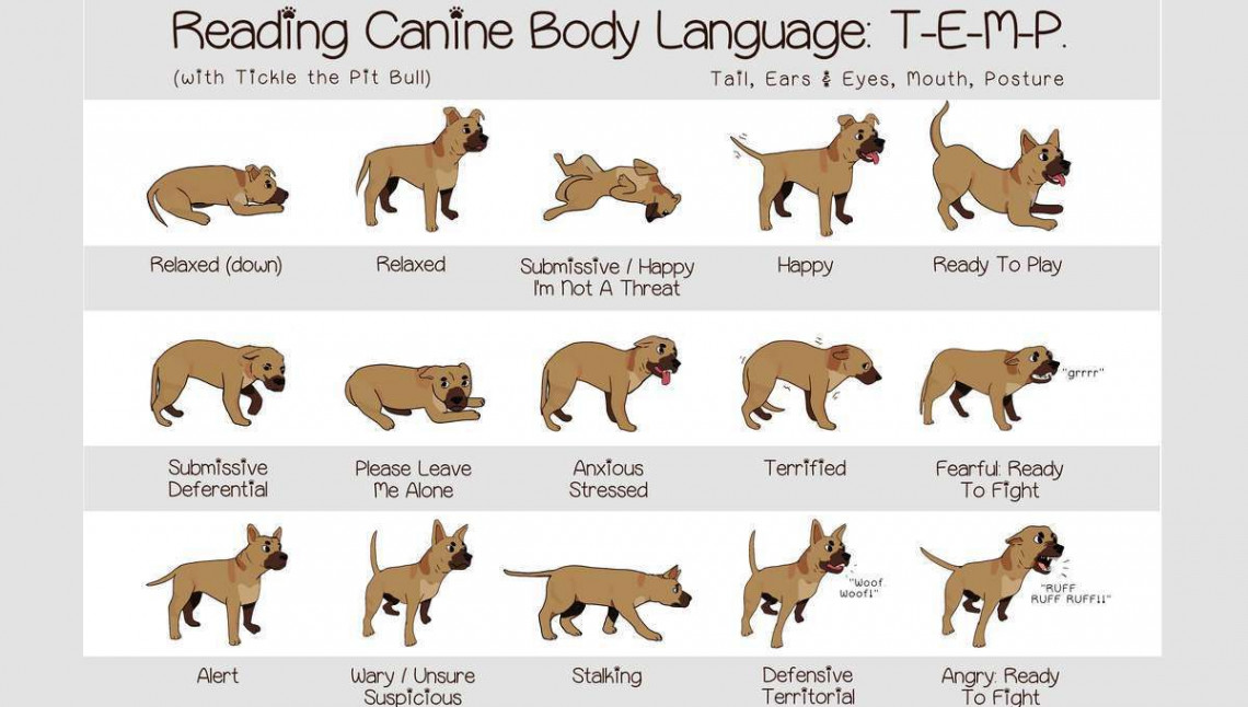 Three Easy Behavioural Interpretations of Body Language of Dogs