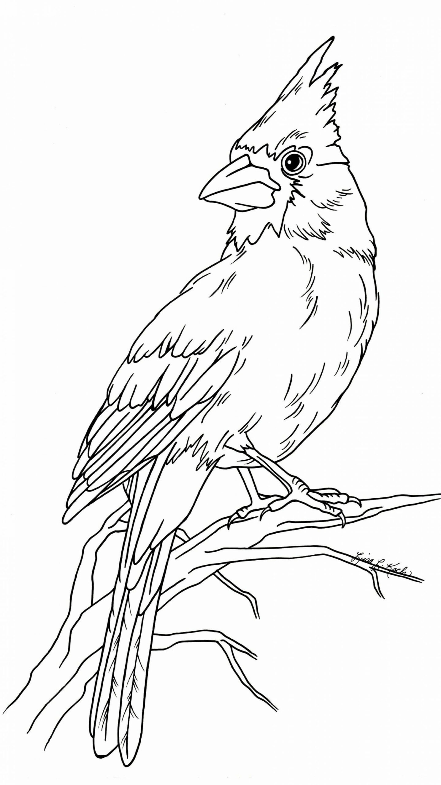 Cardinal Coloring Page - Etsy