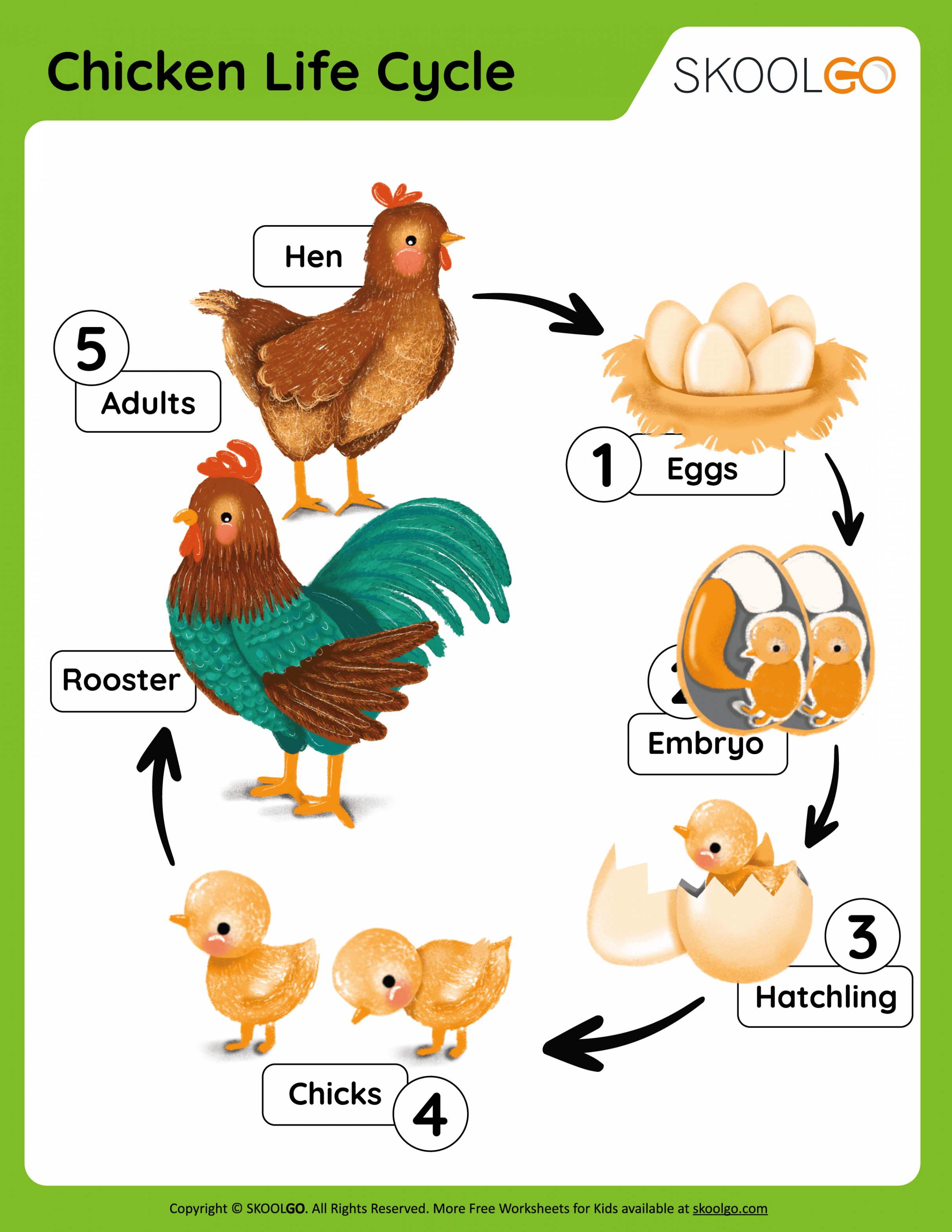 Chicken Life Cycle - Free Worksheet - SKOOLGO