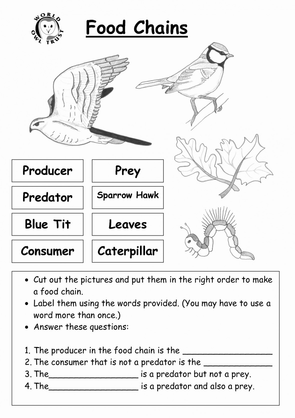 Food Chain Worksheet Pdf Unique Food Chains Biology Worksheet