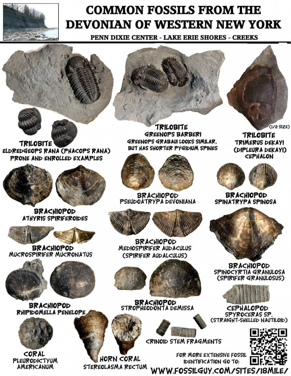 Fossil Identification Sheets - New York, Maryland, Virginia, New