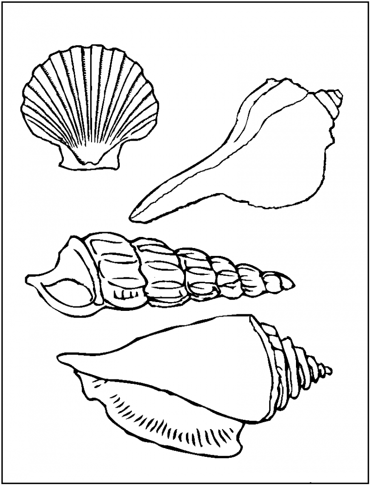 Free Printable Seashell Coloring Pages For Kids  Animal coloring