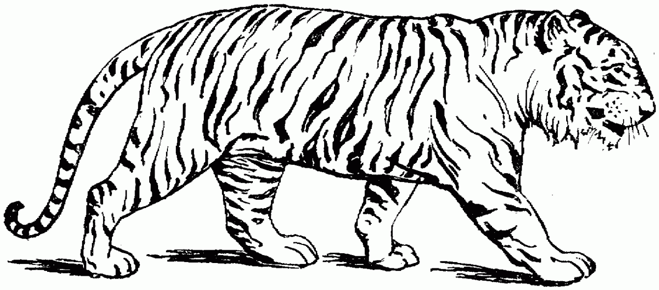 Free Printable Tiger Coloring Pages For Kids  Animal coloring