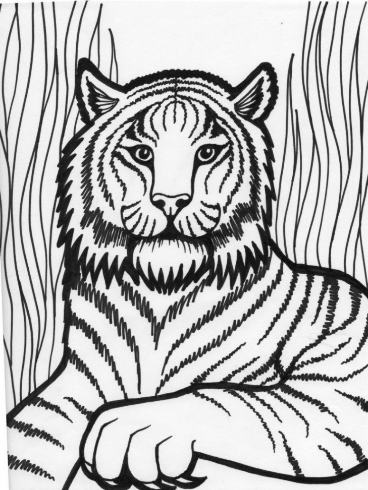 Free Printable Tiger Coloring Pages For Kids  Lion coloring pages