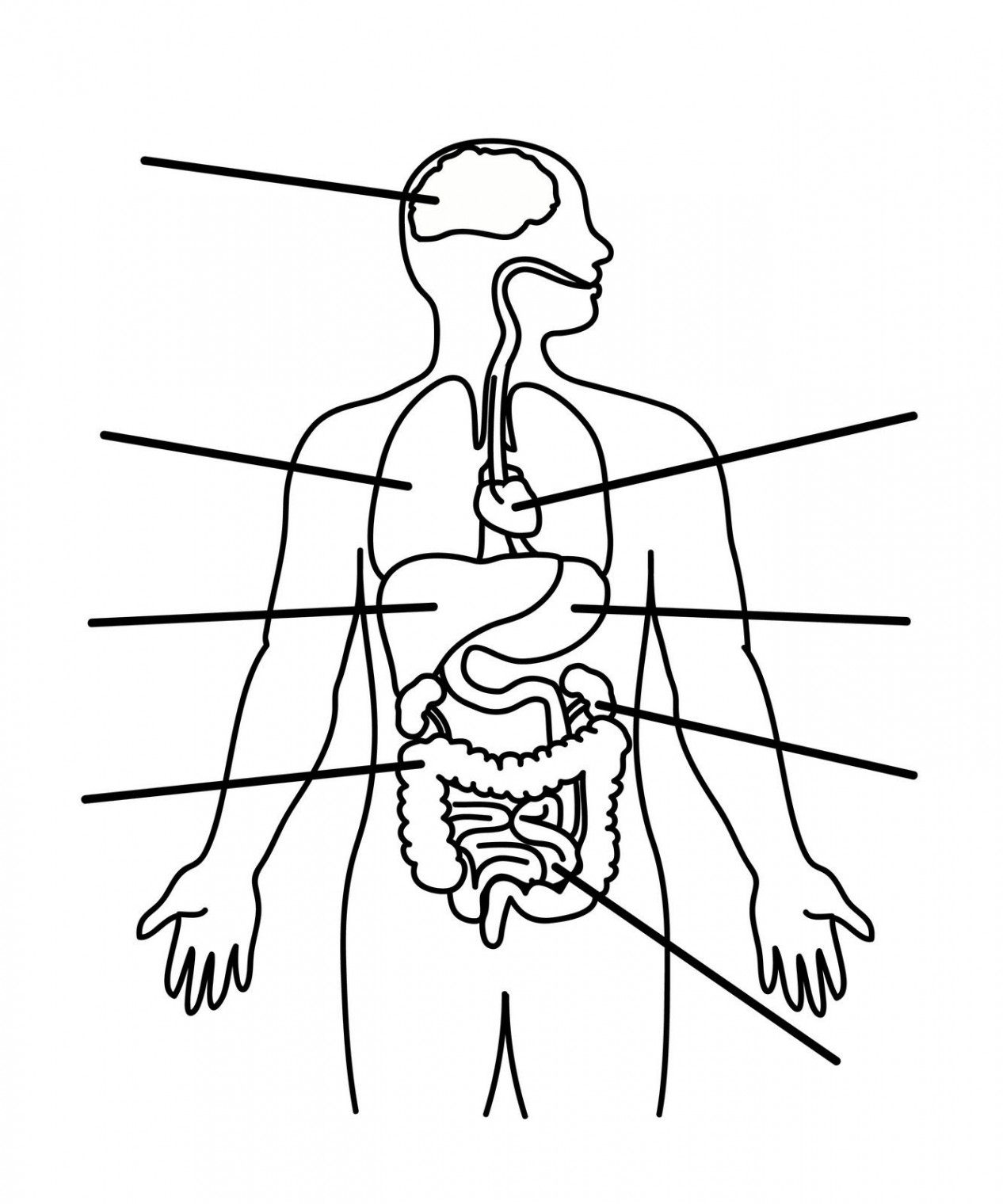 Human Body Outline -organs  Human body diagram, Human body organs