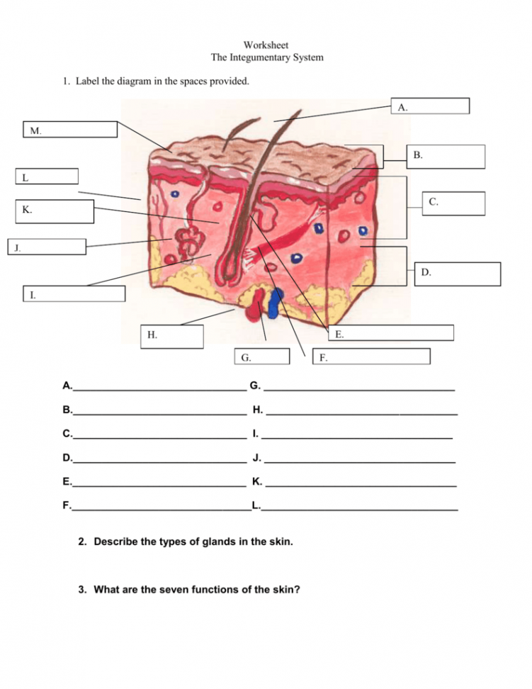 Integumentary System Worksheets  Integumentary system, Biology