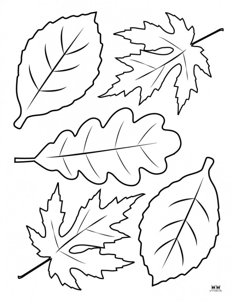 Leaf Outlines, Templates & Coloring Pages -  FREE Pages