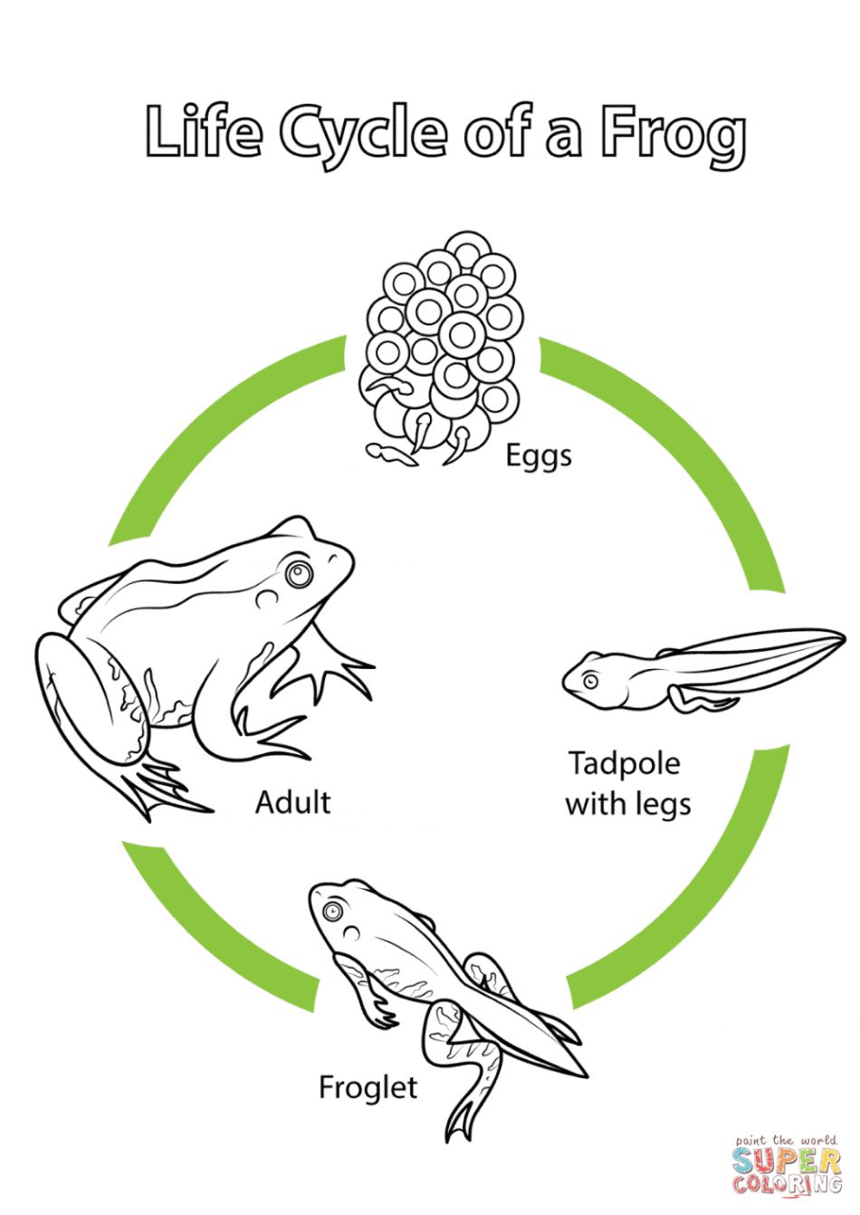 Life Cycle of a Frog coloring page  Free Printable Coloring Pages