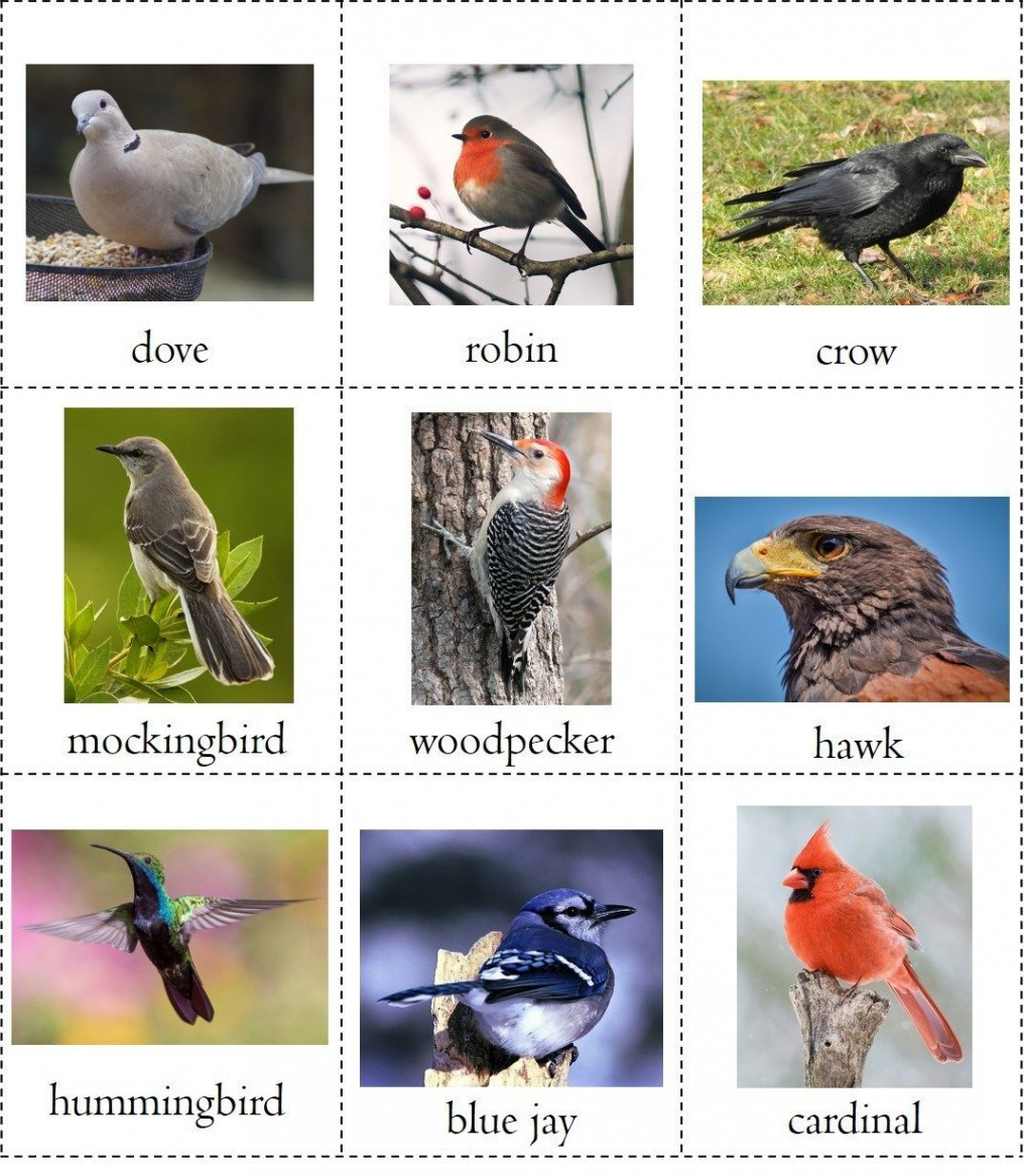 Nature study free printable Bird Book ⋆ R.E.A.L