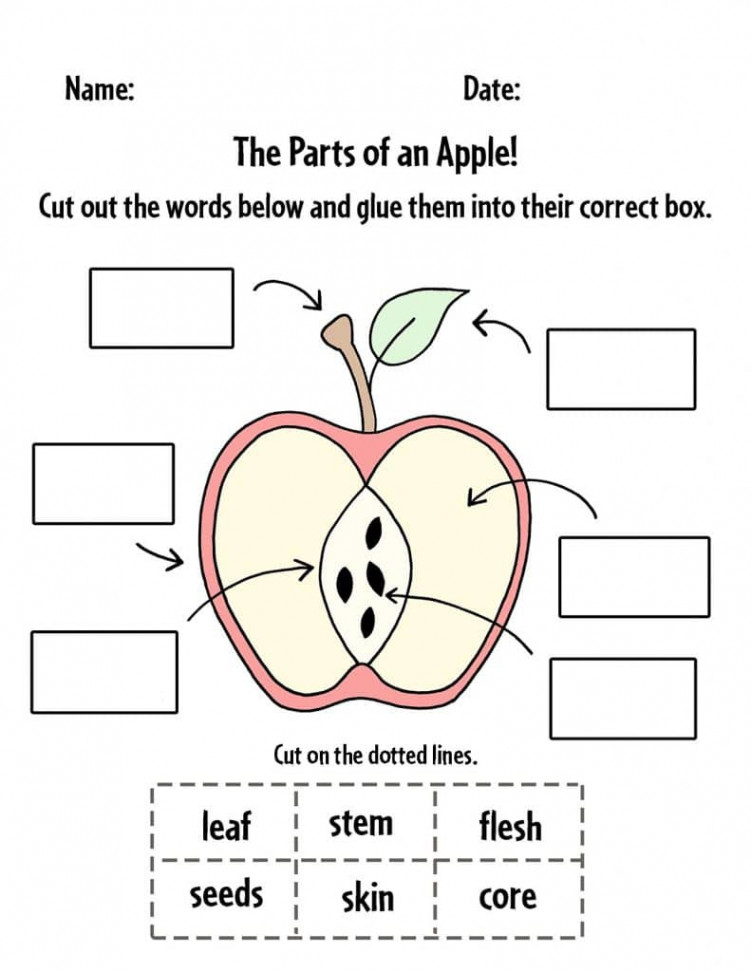 Parts of an Apple Worksheet! ⋆ The Hollydog Blog