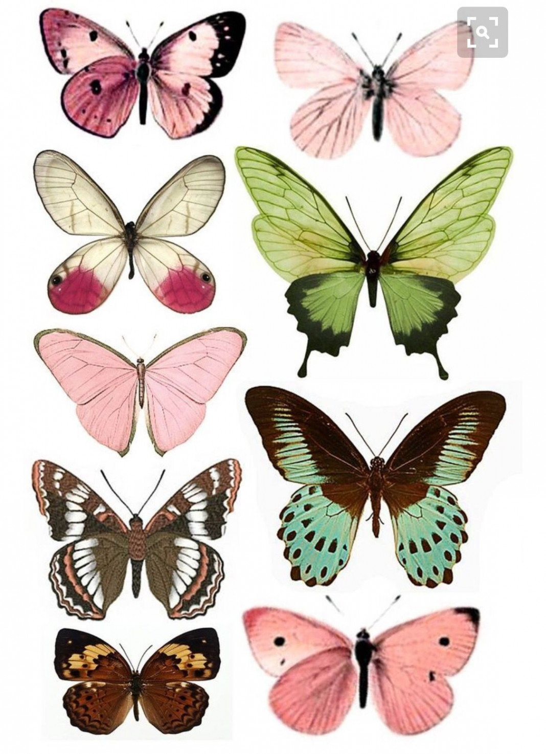 Printables Butterflies ideas  printables, vintage printables