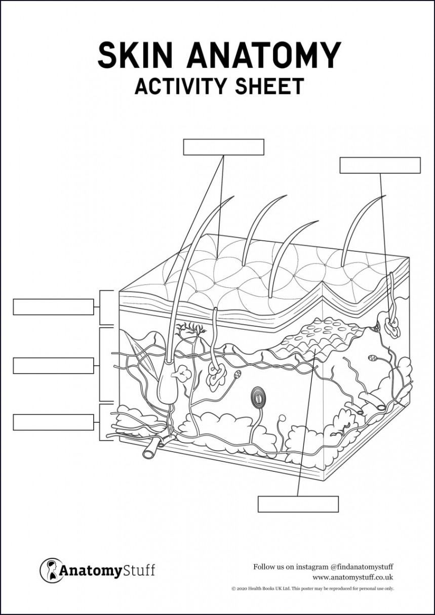 Skin Anatomy Activity Sheet PDF