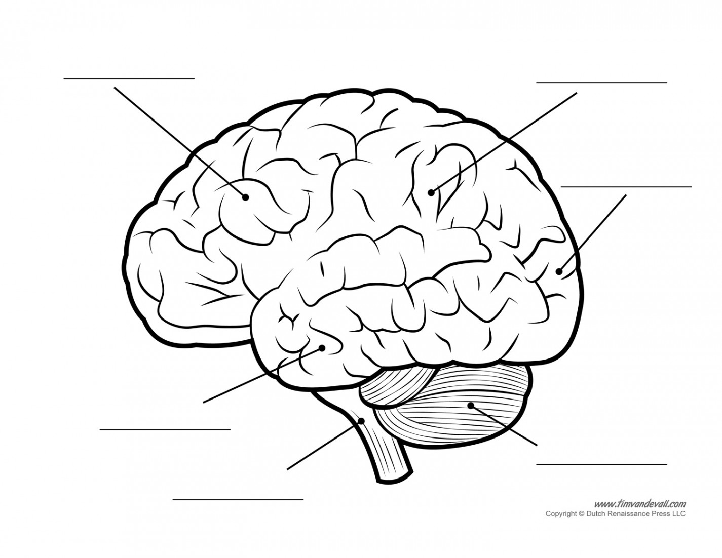 The Human Brain Diagram – Tim