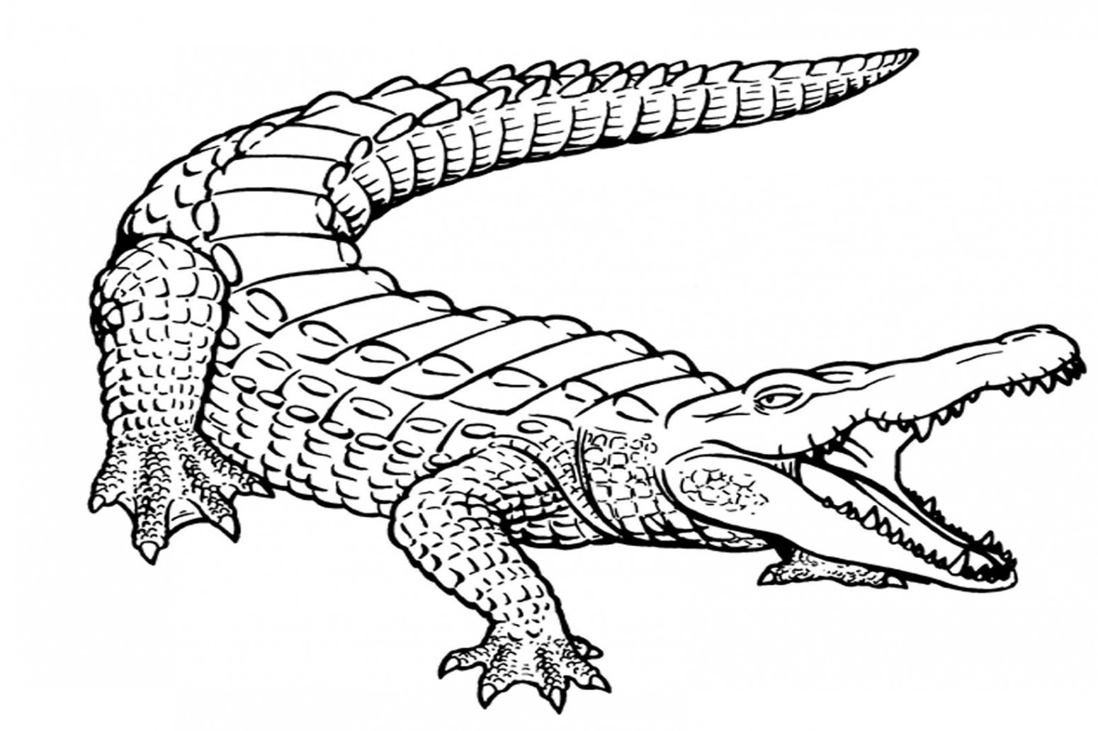 Free Printable Alligator Coloring Pages For Kids  Coloring pages