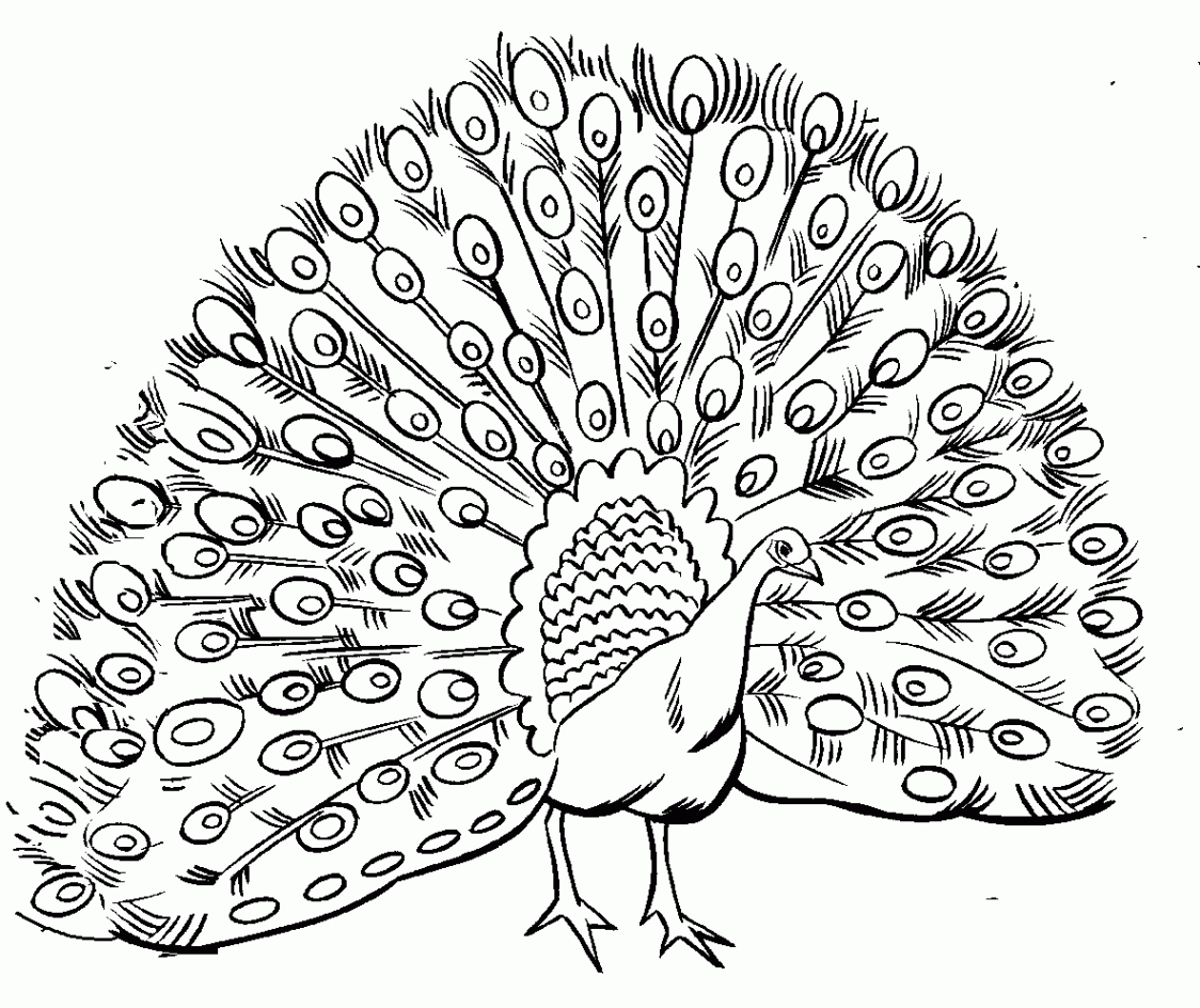 Free Printable Peacock Coloring Pages For Kids  Peacock coloring