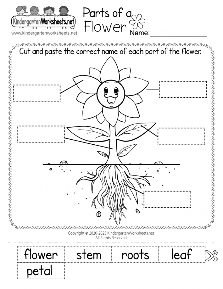 Parts of a Flower Worksheet - Free Printable, Digital, & PDF