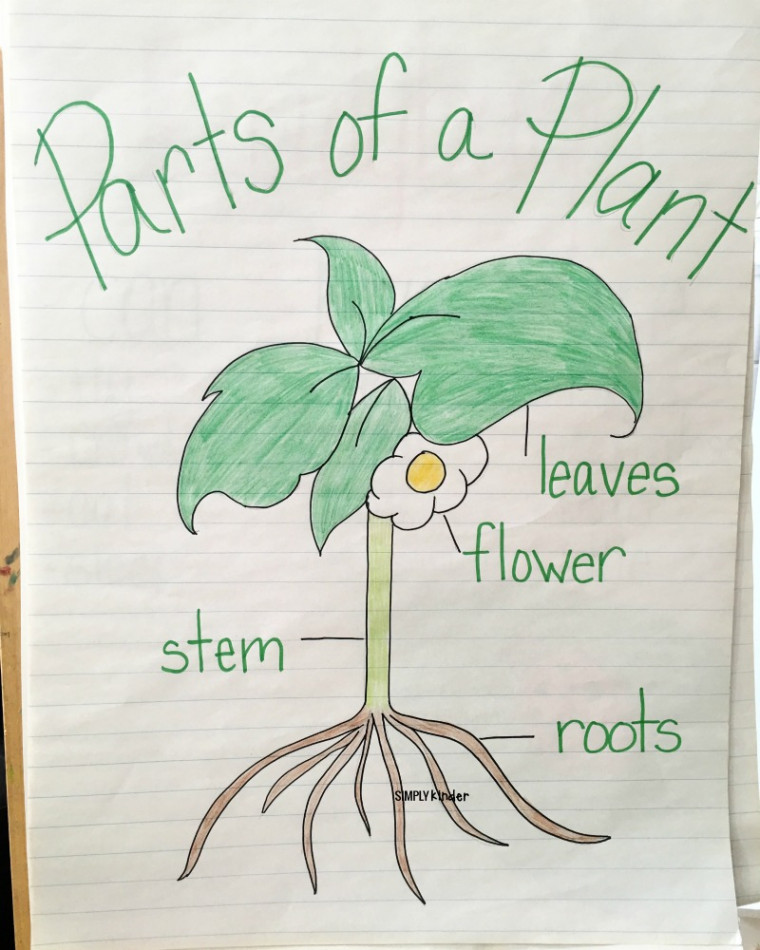 Parts Of A Plant Free Printable - Simply Kinder