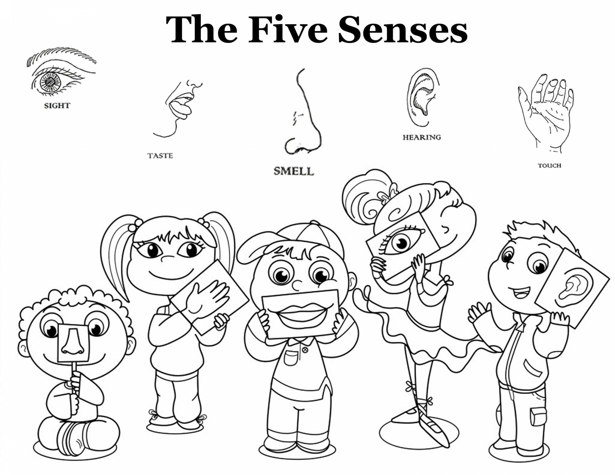 The five senses