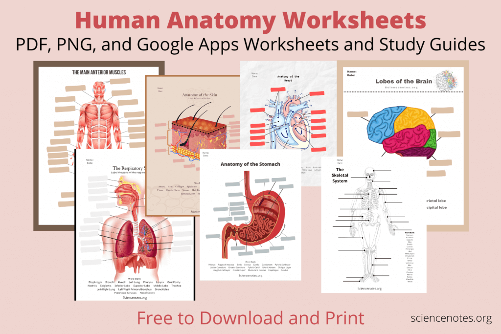 Best Medical Math Worksheets Pdf 93